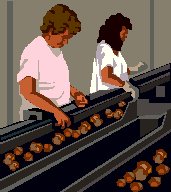 Women sorting potatoes in a factory.